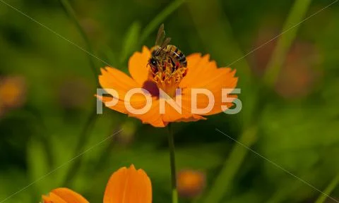 Apis melifera worker bee collecting pollen on marigold flower Stock Photos