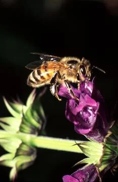 Apis melifica Apis Foto stock