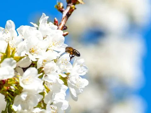 Apis mellifera - Bee pollinating a cherry tree on blooming at springtime O... Stock Photos