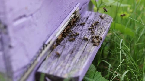 Apis mellifera Bees constantly transform and process nectar 動画素材 242287920