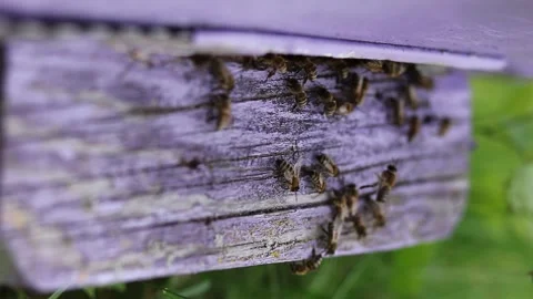 Apis mellifera Bees constantly transform and process nectar Stock Footage 242287924