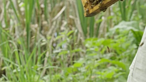 Apis mellifera brood comb frame transfer during hive expansion in Langstroth Stock Footage 334411106