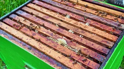 Apis mellifera colony on brood frames inside Langstroth hive during low density Stock Footage 334366945