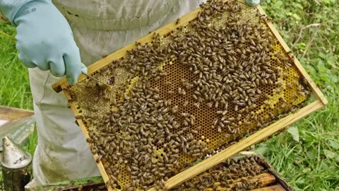 Apis mellifera colony on comb frame during sustainable beekeeping inspection in Stock Footage 334410963