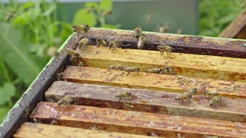 Apis mellifera colony on Langstroth hive frames during beekeeper stability Stock Footage 334366909