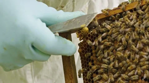 Apis mellifera comb frame inspection using hive tool during colony management Stock Footage 334362479