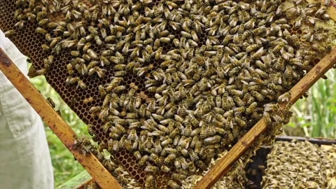 Apis mellifera comb frame inspection with colony behavior during ethical Stock Footage 334362519
