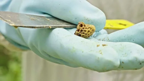 Apis mellifera comb sample held on hive tool during inspection in Langstroth Stock Footage 334410814