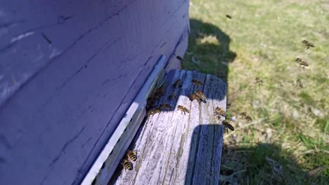 Apis mellifera 動画素材 238723687