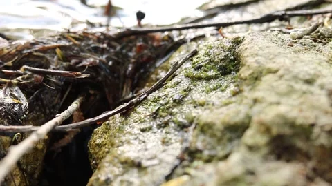 Apis mellifera Stock Footage 242287968