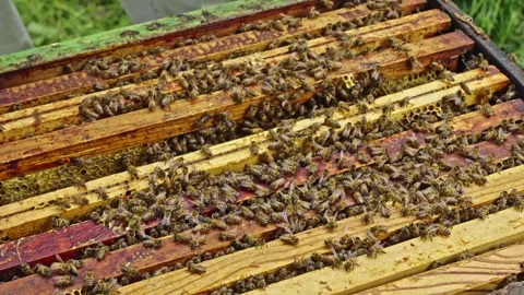 Apis mellifera frame lifting with hive tool during ethical Langstroth hive Stock Footage 334362487
