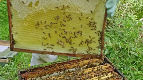 Apis mellifera honey comb frame removal during hive shaking in Langstroth Stock Footage 334411021