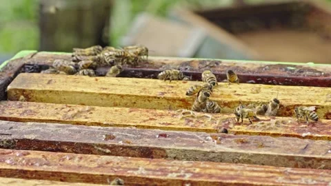 Apis mellifera worker bees on brood frames inside Langstroth hive during colony Video stock 334367009