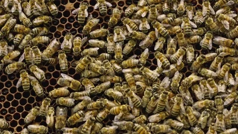 Apis mellifera worker bees covering comb surface showing colony activity in Video stock 334362615