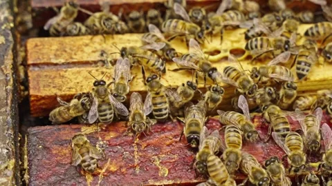 Apis mellifera worker bees on Langstroth hive frames showing surface movement Video stock 334411239
