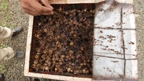 Apis trigona Stock Footage 258765958