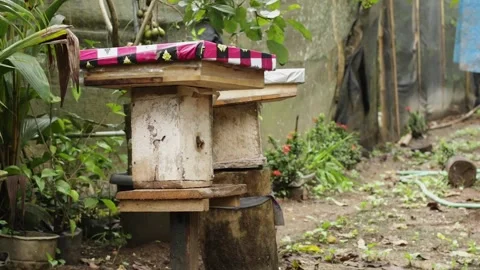 Apis trigona Stock Footage 258766747