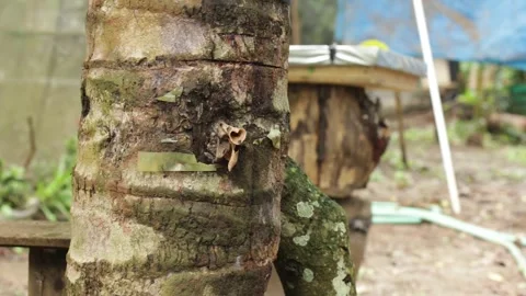 Apis trigona Stock Footage 258766989