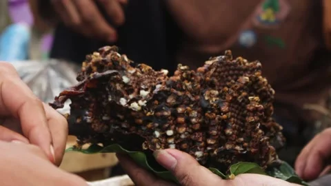 Apis trigona Stock Footage 258766990