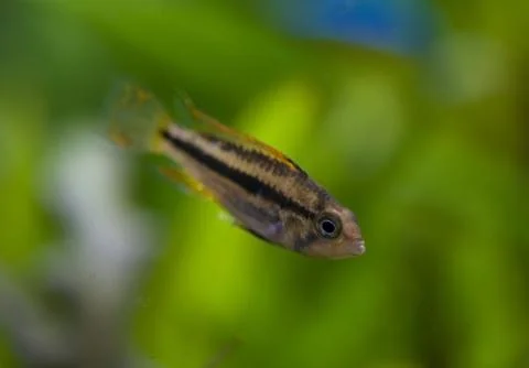 Apistogramma cacatuoides Stock Photos