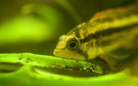 Apistogramma cacatuoides Stock Photos