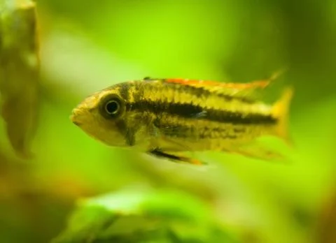 Apistogramma cacatuoides Stock Photos