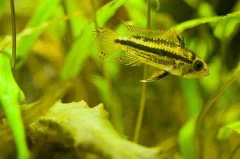 Apistogramma cacatuoides Stock Photos