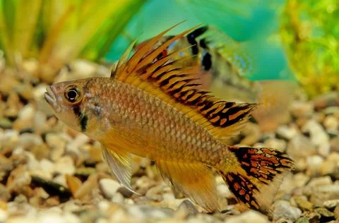 Apistogramma cacatuoides Stock Photos