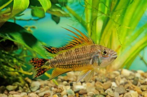 Apistogramma cacatuoides Stock Photos