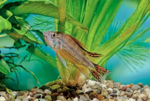 Apistogramma cacatuoides Stock Photos