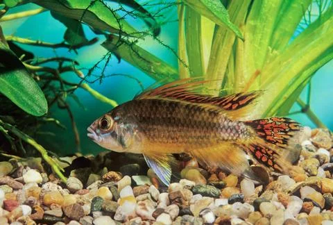 Apistogramma cacatuoides Stock Photos