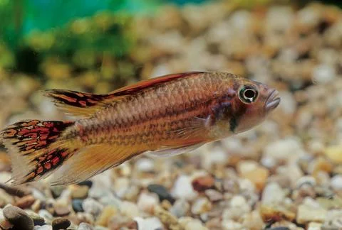 Apistogramma cacatuoides Stock Photos