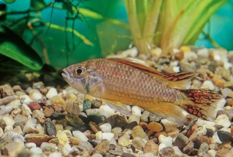 Apistogramma cacatuoides Stock Photos