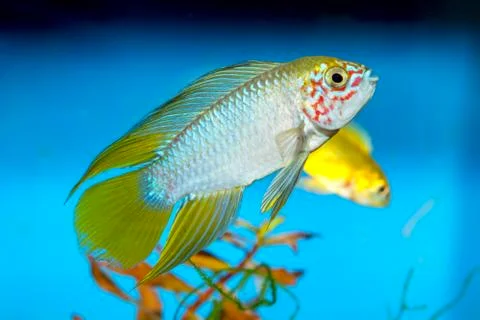 Apistogramma fish Stock Photos
