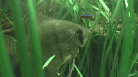 Apistogramma paucisquamis Video stock 8575216