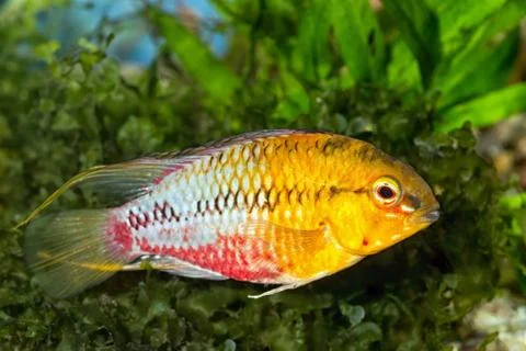 Apistogramma Foto stock