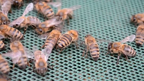 Apitherapy alternative medicine, bee closeup on vibrated green grid, summer. Video stock 71658829