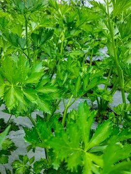 Apium graveolens Stock Photos