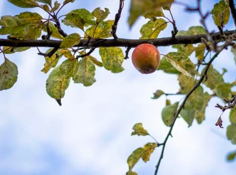 Aple hanging on a tree surrounded by colorful autumn leaves in autumn Stock Photos