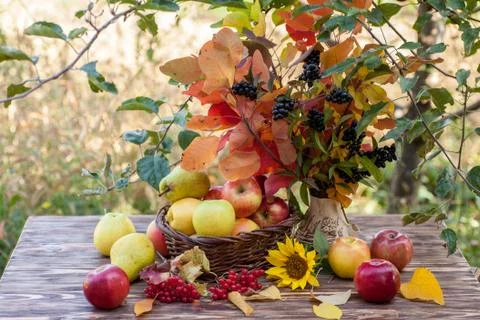 Aples in basket Foto stock