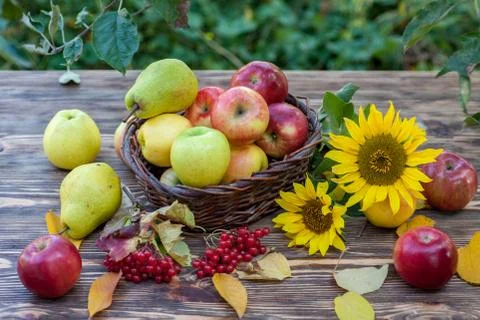 Aples in basket Foto stock