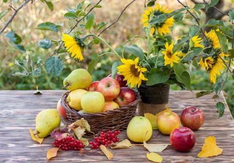 Aples in basket Foto stock