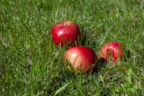 Aples in the grass Stock Photos