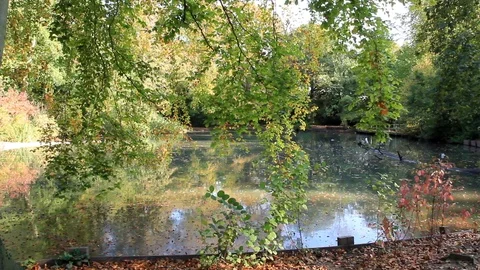 Apley Woods Pathway to the Bridge Stock Footage 96208118