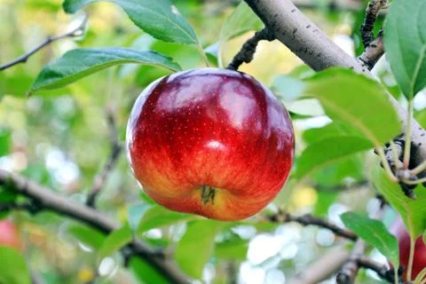 Aplle on a branch Stock Photos