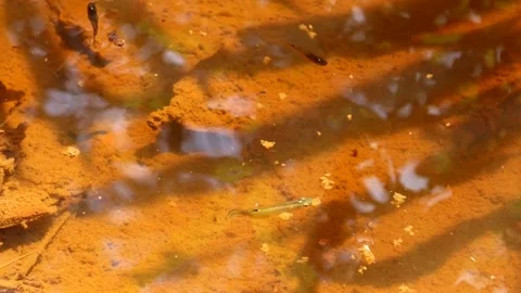 Aplocheilus armatus Video stock 249712182