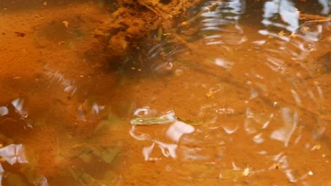 Aplocheilus armatus Video stock 249712252