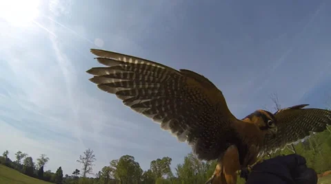 Aplomado Falcon Stock Footage 37593722