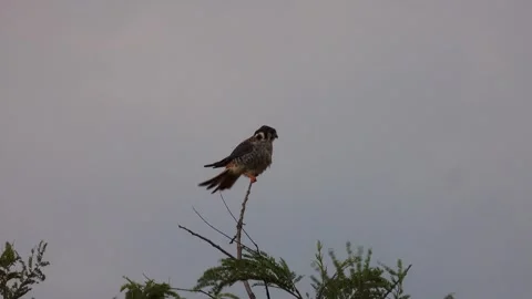 Aplomado Falcon perched on tree branch in nature in windy weather Stock Footage 264385494
