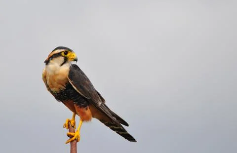 Aplomado Falcon Stock Photos